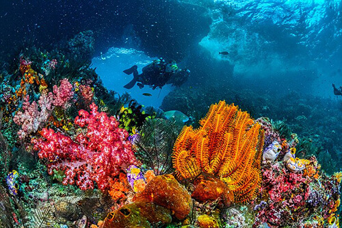 Shore Discover Scuba Diving